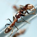 개미주유소 이미지