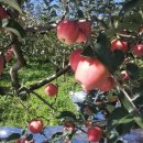 능금농장 이미지