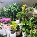 동백꽃백화점 이미지