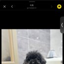 이쁘당개 이미지