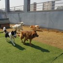 한강펫케어센터 이미지