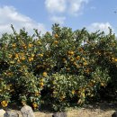 하늘온누리약국 | 제주도