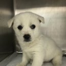 홍익동물병원 이미지