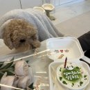 원포농장 | 임신 극초기 증상 모음(배란 +4일 차~13일 차)