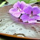 늦게 피는 꽃 이미지