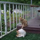 성주 산그늘펜션 | 경북성주펜션 산그늘펜션 후기