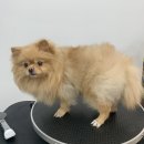 츄츄살롱 이미지