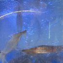 속초 오징어 어시장 이미지