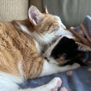 다다그루밍 이미지