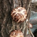 마이산농장 이미지