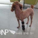 팔복이PC 네이버블로그