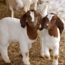 승원보아 염소나라 이미지