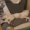 숑사탕 네이버블로그