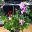 그린아이즈 Daum카페