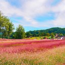 오는 27일 '철원 고석정' 꽃밭 가을 시즌 오픈 이미지