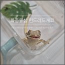 원주브리딩 | 강원도파충류 홍천 파충류샵 헌드레드게코 분양 후기(춘천파충류샵 원주파충류샵)