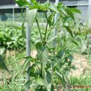 도현이네 농장 이미지