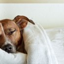 중앙시장동물약국 이미지