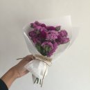 핑크랑보라 이미지