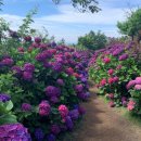 제주블랑 이미지