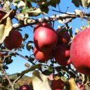 칡캐는오미자농부 이미지