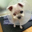 동물보육원 안산지부 이미지