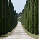 사이프러스 이미지