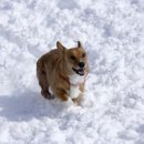 도담동물의료센터 이미지