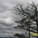 조령산 6월 소나무풍경 이미지