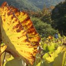 호암가든 이미지