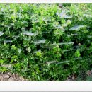 사철나무집민박 이미지