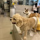 어도러블 멍이 | 구미 인동 애견카페 어도러블멍이 🐾🧡🐈🥕🥰