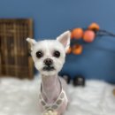 메리몽드 펫살롱 | 인천애견미용 말티즈 마른 강아지 노견미용 주의사항 안전하게 상처없이 미용완료