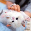 강남고양이분양 나비캣 | 먼치킨고양이분양 캣프렌즈 드디어 만난 아기냥이