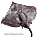 영산강홍어 - 고창군 성산2길 17 | 영산강홍어