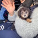 리치켄넬 이미지