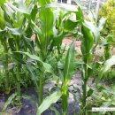 미수농장 이미지