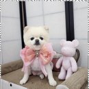 예쁘개# 애견미용실 | 애견미용 마산합포구에서 만나는 반려견의 천국, 오늘도예쁘개