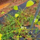 황토농장 이미지