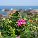 이사부길 이미지