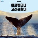 [고래관찰대 봉사 여행] 아르헨티나 푸에르토마드린 고래 보러가기