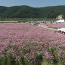 하동북천코스모스메밀꽃 영농조합법인 쿠키뉴스