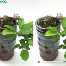 심산농장 이미지