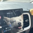 폴짝하우스 | [경북 포항] 나만 알고 싶은. 내가 살고 싶은. 애견펜션 “폴짝하우스”