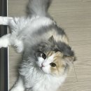 빵실이네 네이버블로그