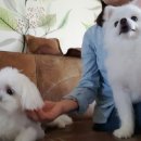 푸른펫살롱 이미지