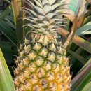 피티엠아이티 이미지