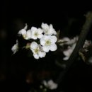 사랑의 하모니 이미지