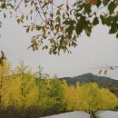 은행나무1길 이미지