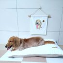 <b>이오</b>테 쿨잠썸머베드, 강아지 여름베드 추천해요